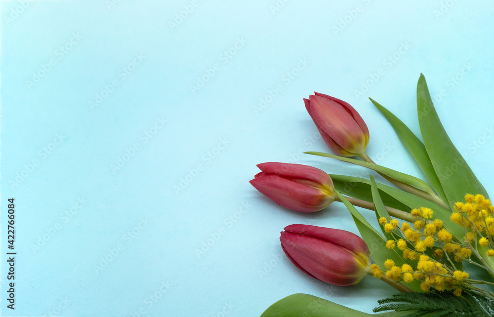 Tulips and Mimosa on a blue background. Blue banner with a tulip. Tulips and Mimosa on a blue background. Blue banner with a tulip.