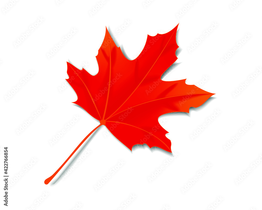 Obraz premium autumn maple leaf isolated on a white background