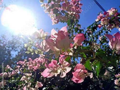 Bougainvillea flowers are blooming full of trees.