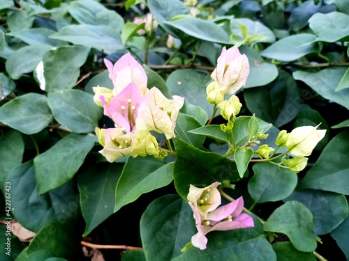 Bougainvillea flowers are blooming full of trees.