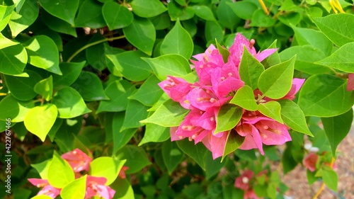 Bougainvillea flowers are blooming full of trees.