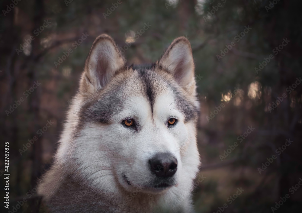 A gorgeous Alaskan Malamute female dog in a forest. Evening colors surrounding the area. Wolf breed dog. Selective focus on the eyes, blurred background. A gorgeous Alaskan Malamute female dog in a forest. Evening colors surrounding the area. Wolf breed dog. Selective focus on the eyes, blurred background.