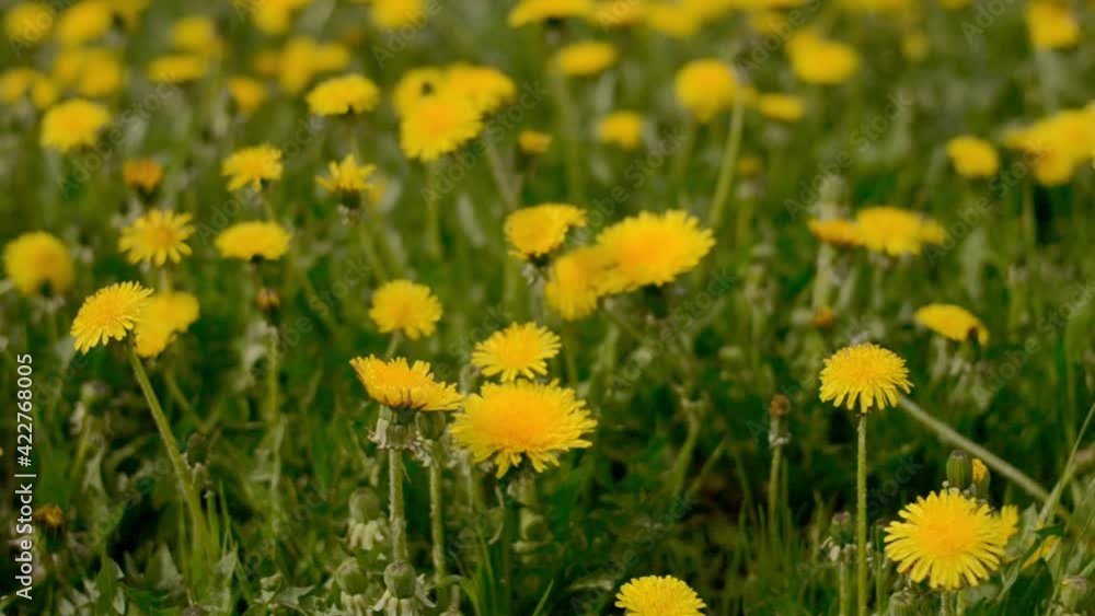Yellow dandelions in a field in the wind. Yellow flowers grow in the field Yellow dandelions in a field in the wind. Yellow flowers grow in the field