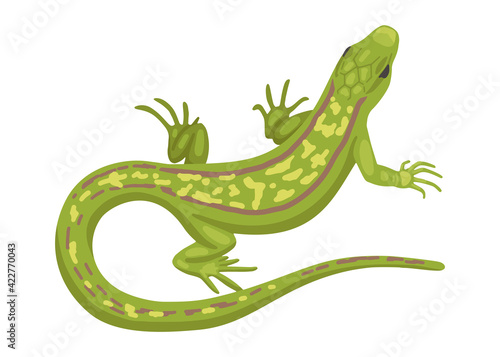Lizard, a green small reptile, a species of common lizard. Vector animal on white background, cartoon illustration