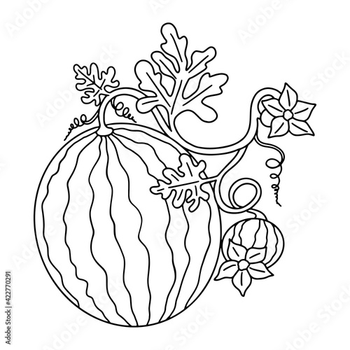 Watermelon growing with leaves and flowers. Black outlines for kids coloring. Vector black and white illustration