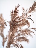 Fluffy pampas grass on gray background. Pampas in light pastel colors. Dry reeds boho style. Minimal, stylish, monochrome concept. Place for text