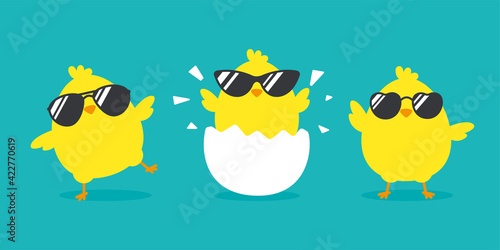 Newborn chick with glasses coming out of eggs isolated on background.