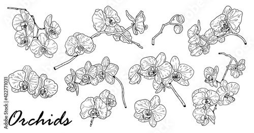 Drawing of orchid set. Cute hand drawn flower vector illustration in black outline and white plane on white background.
