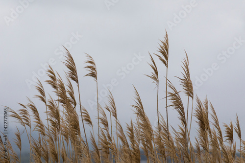 view of brown plants in a grey Sky