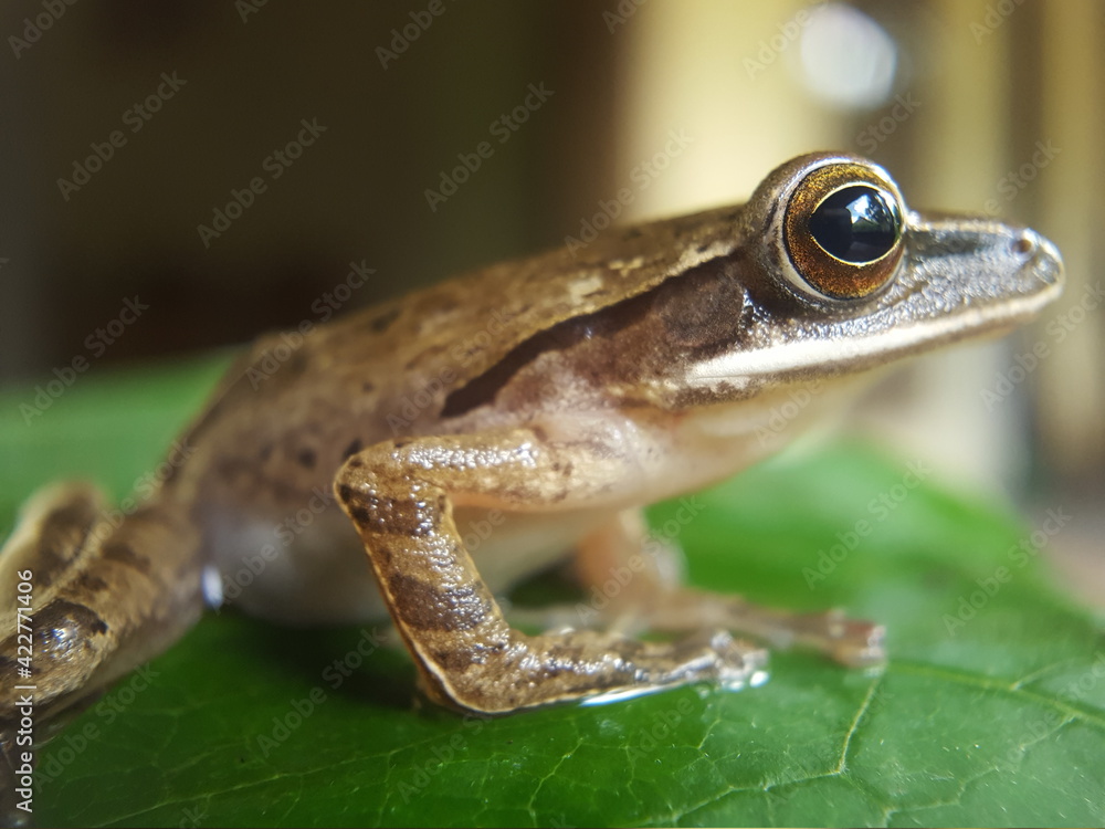 Obraz premium Tree frog on a leaf