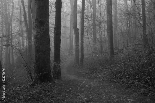 Black and white image of a woodland path on a foggy morning in winter.