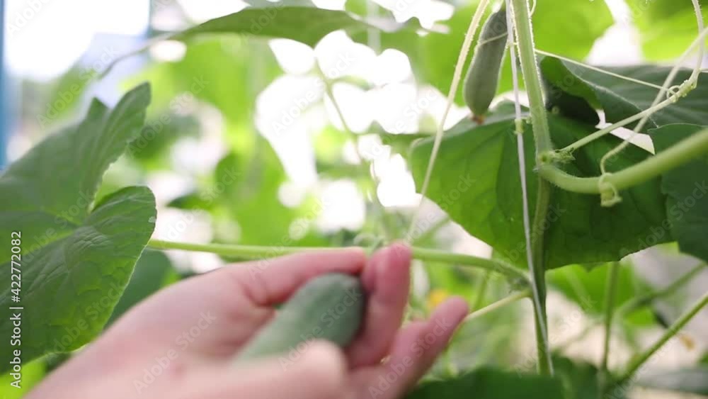 harvest of fresh cucumbers from garden bed in greenhouse. natural organic food. harvest of fresh cucumbers from garden bed in greenhouse. natural organic food.