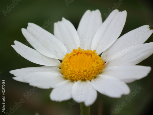 Fiori selvatici di primavera