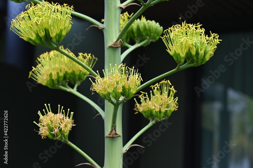 Beautiful white or pale green flowers of sisal (Caribbean Agave) Scientific name: Agave angustifolia, the tree will begin to bloom when the tree is about 7-20 years old, the flower stalk is 4.5-7.5 M.