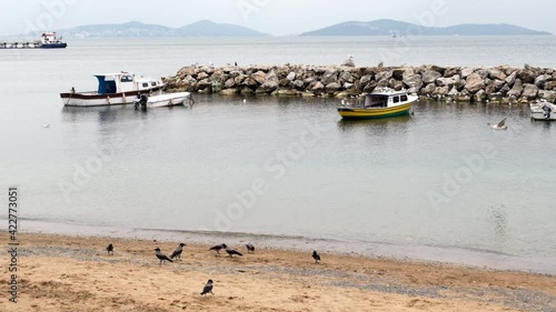 Crows are searching food at beach and a seagull is flying in slow motion at Suadiye Istanbul. Some motor boats and The Princes Islands are visible at the background. photo