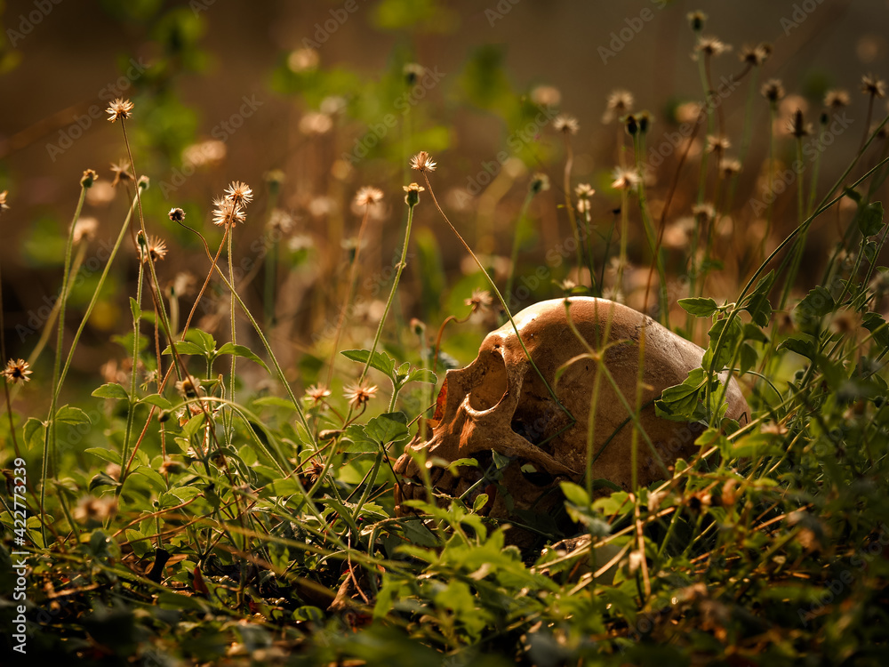 The still life of a long deceased human skull, located in the middle of a forest