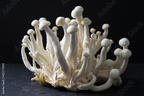 Mushrooms White beech mushroom Shimeji beech rasp Hypsizygus tessulatus photo