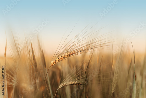 Ripe wheat spikes on the wheat field against blue sky argicultural background  wheat harvest in late summer