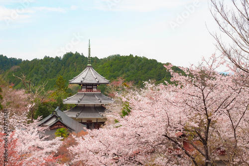【奈良】吉野山の一目千本 桜の風景