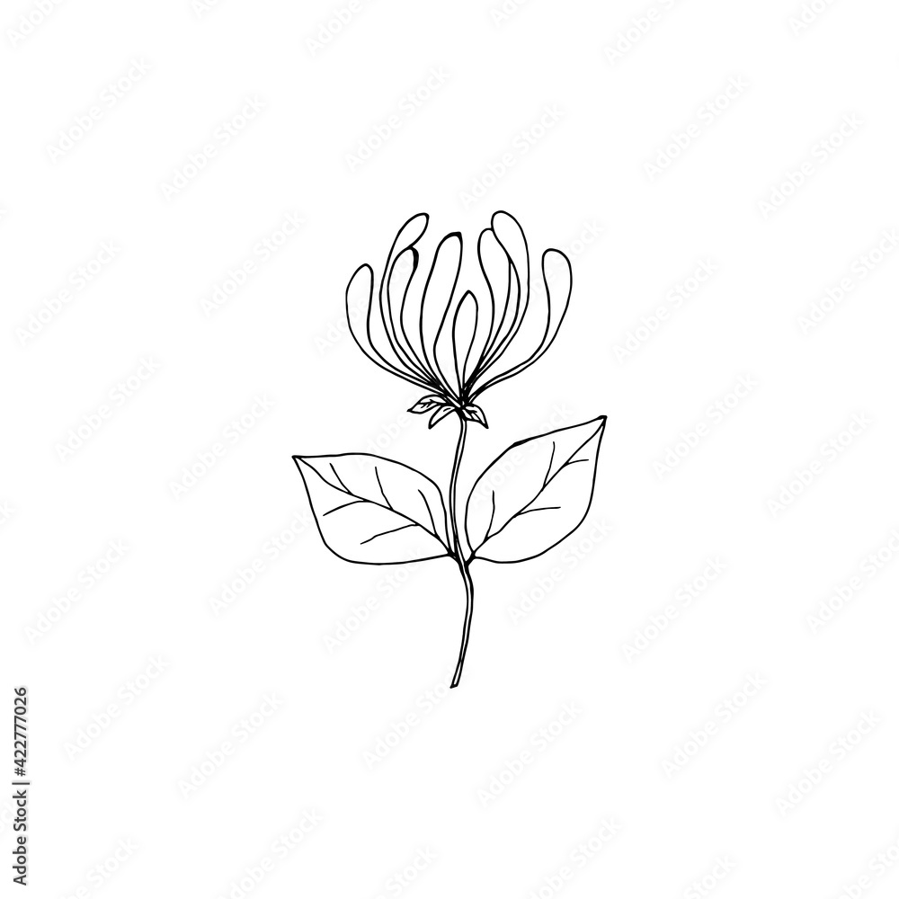 Obraz premium Honeysuckle inflorescence branch with buds close-up. Vector illustration template for different design.