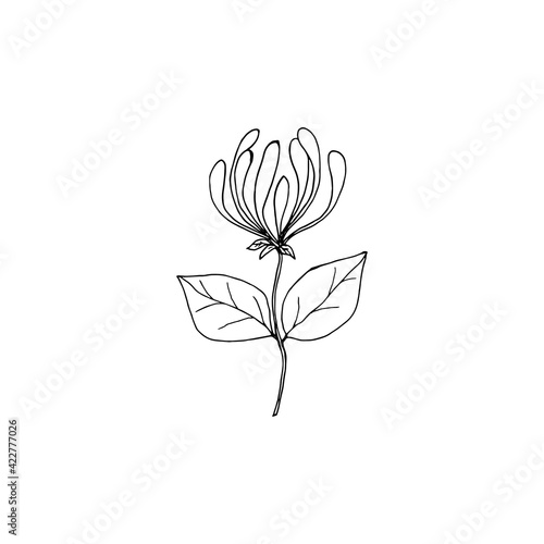 Honeysuckle inflorescence branch with buds close-up. Vector illustration template for different design.
