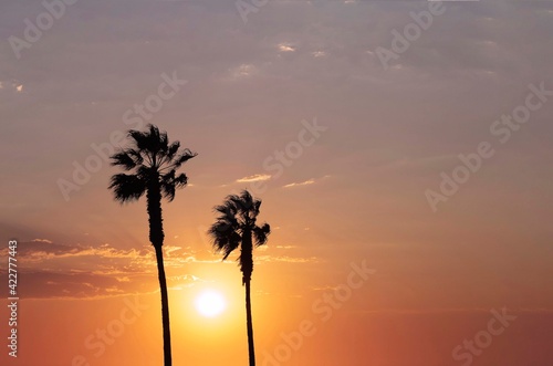 Palm trees against the sky during a beautiful tropical sunset.