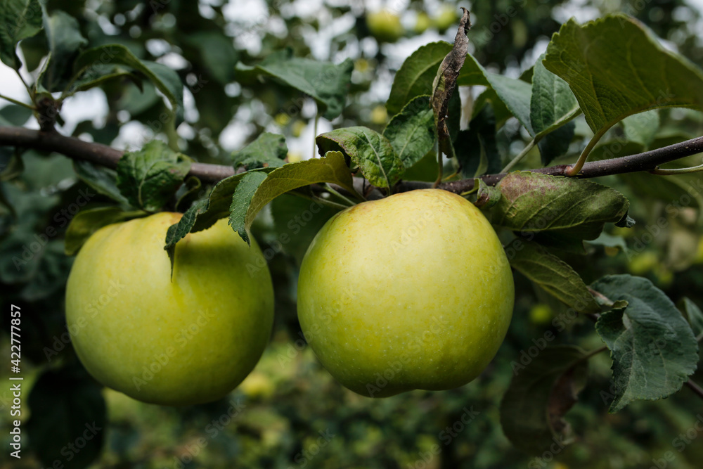 delicious yellow apples on the branch in the orchard