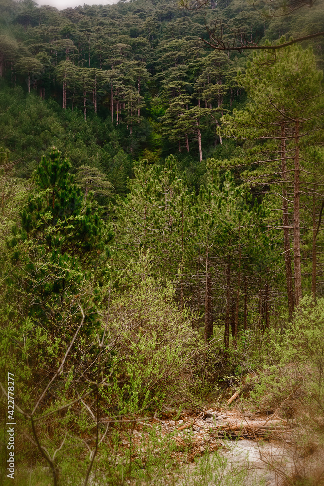 Obraz premium landscape forest with rocks and pine trees