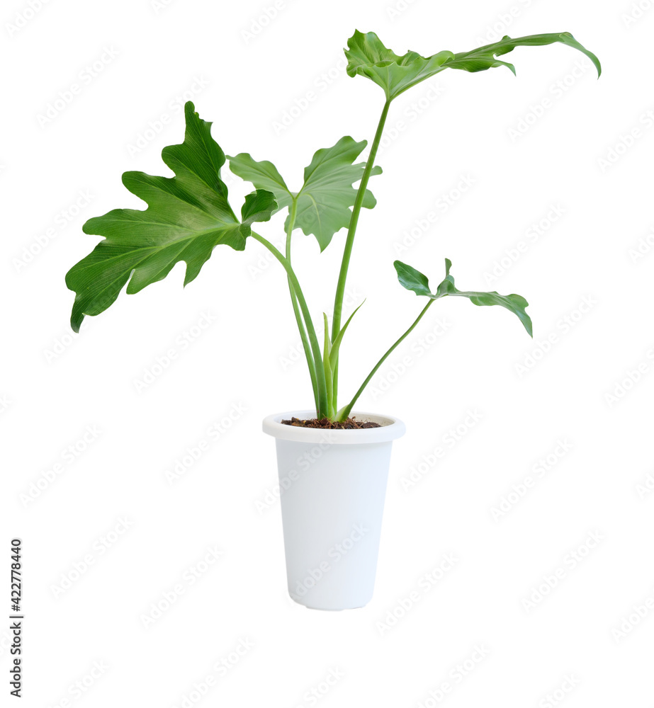 Obraz premium Philodendron selloum botanical tropical house plant in modern white pot isolated on white background with clipping path,exotic heart shape leave plant for interior