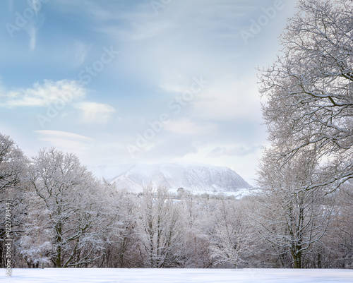 winter landscape with trees photo