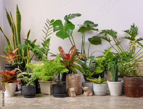 Houseplants in modern container on cement floor and elephant statue in white room  Monstera philodendron selloum  Cactus Aroid palm Zamioculcas zamifolia Ficus Lyrata Spotted betel snake plant