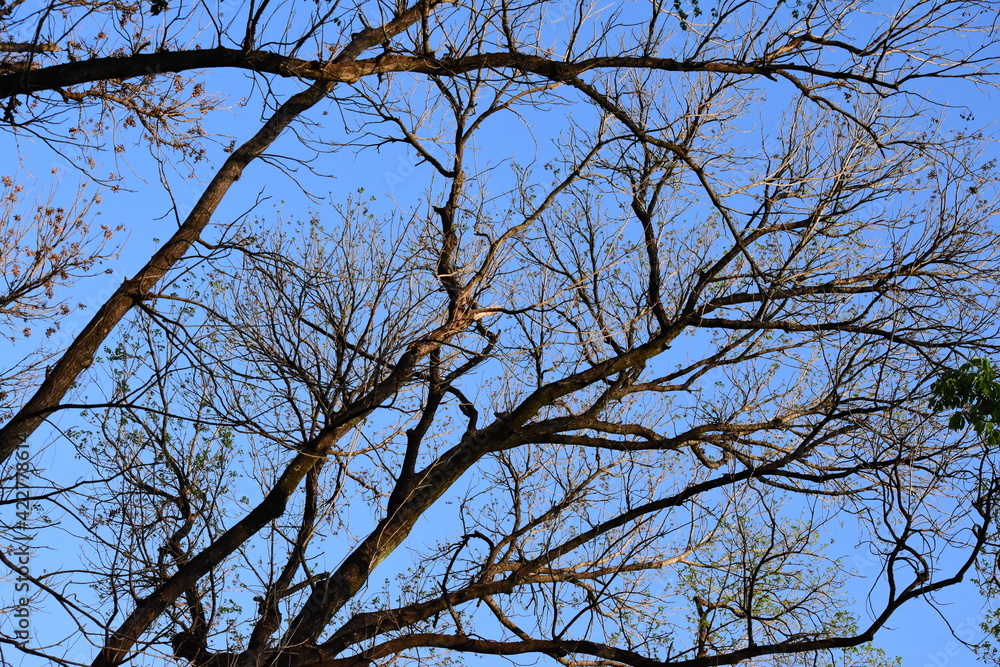 Obraz premium tree branches against blue sky