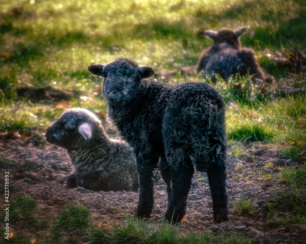Black Sheep Black Sheep