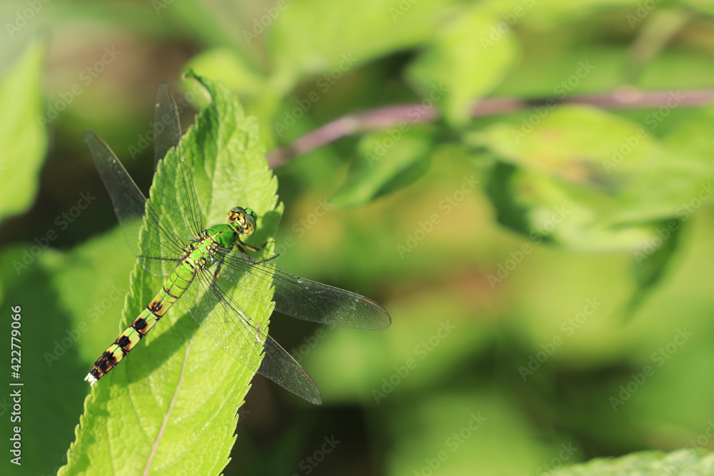 Female Eastern Pondhawk, Erythemis simplicicollis, perched on leaf Female Eastern Pondhawk, Erythemis simplicicollis, perched on leaf