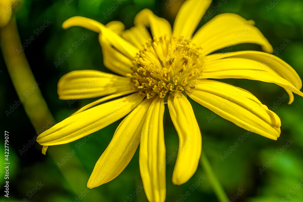 Yellow colour Spring flower - selective focus Yellow colour Spring flower - selective focus