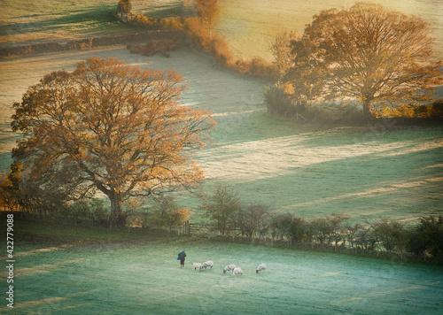 Farmer with Sheep photo