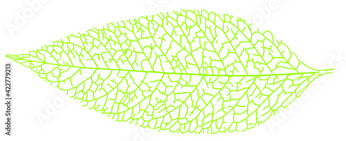 green leaf