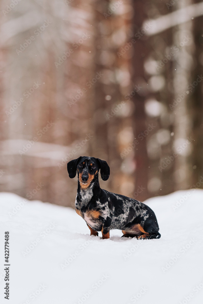 black marbled dachshund on the snow in the forest. sausage dog. pet on walk. snowfall. Pine forest. portrait of a small dog on the background of winter nature. National Dog Day black marbled dachshund on the snow in the forest. sausage dog. pet on walk. snowfall. Pine forest. portrait of a small dog on the background of winter nature. National Dog Day