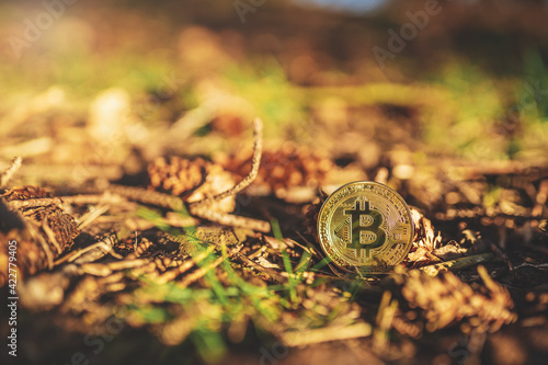 Close-up of Bitcoin on ground in a forest, natural background with copy space. Single physical metal gold shining BTC cryptocurrency coin outdoor with grass, cones, leaves