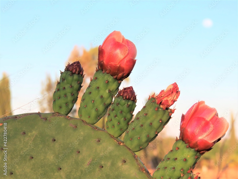 Flowers of prickly pear in a desert Flowers of prickly pear in a desert