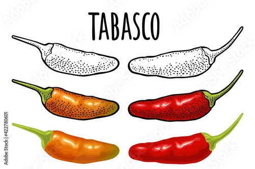 Whole red and orange pepper tabasco. Vector color illustration isolated
