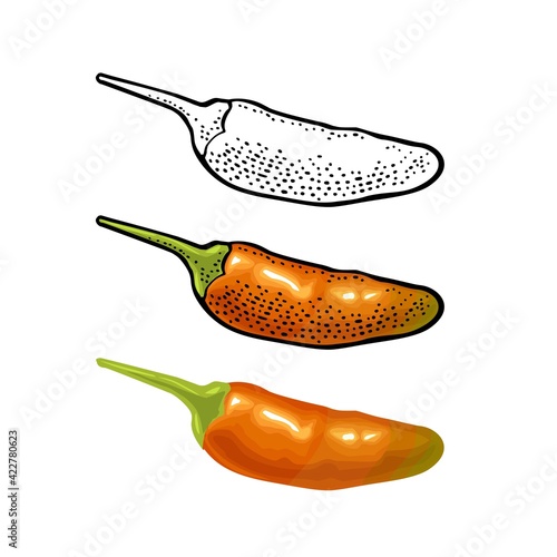 Whole red pepper tabasco. Vector color illustration isolated
