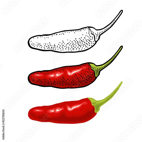 Whole orange pepper tabasco. Vector color illustration isolated
