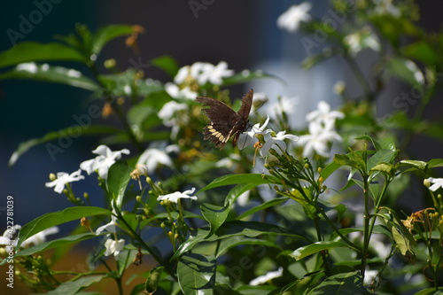 butterfly on a branch of a tree