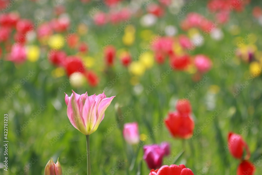 Fototapeta premium Tulpe