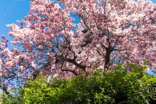 Milan, Italy - March 15, 2021: Magnolie trees with flowers blooming in the garden of Tommaseo Square, in the background the tower of a liberty villa photo