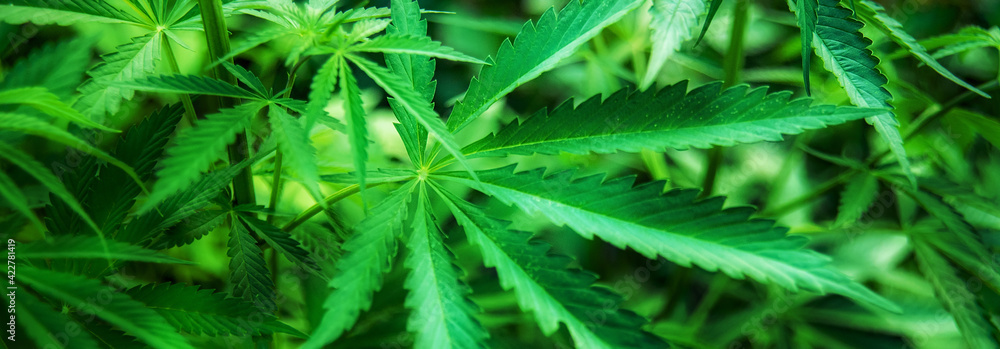 Closeup Image Of Marijuana Plant. Cannabis green Leaf for medicine