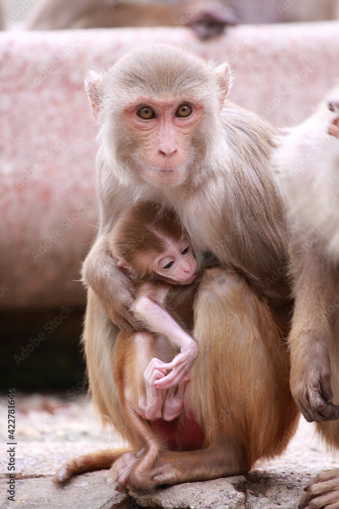 Naklejka premium Berberaffen