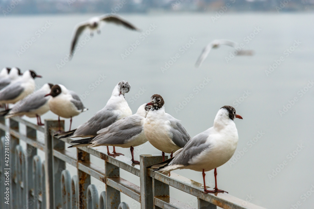 Obraz premium Black-headed gull surrounded by a flock stands on the metal fence of the river embankment on a cloudy day