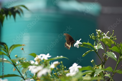 butterfly on a branch